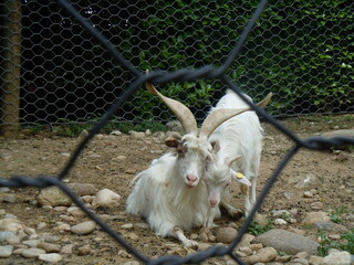 goat on the farm