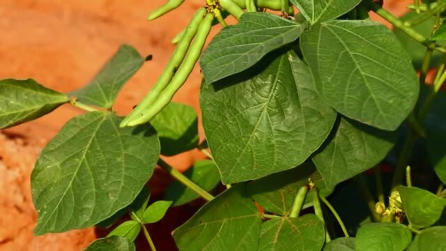 Moong bean plant in southeast Asia and the Indian,cultivation of Moong bean plant,Agriculture concept