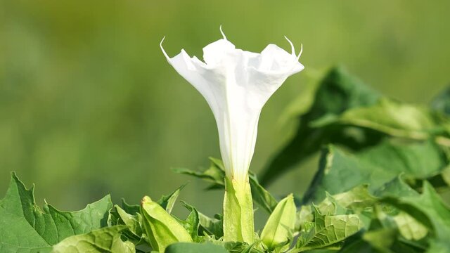 White flower of Jimson Weed plant, Datura stramonium