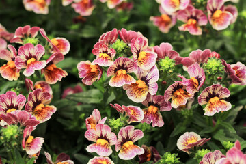 Blooming nemesia in sunny June