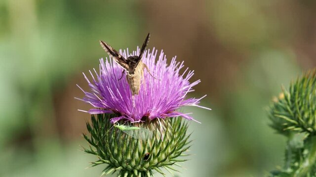 Brown Gamma Moth, Autographa gamma, and delicate Green Lacewing, Chrysopa sp, on purple flower of Scotch thistle