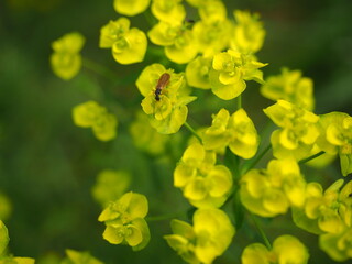 Euphorbia cyparissias (cypress spurge) and a red beetle