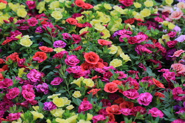 Fototapeta premium Million bells in sunny June