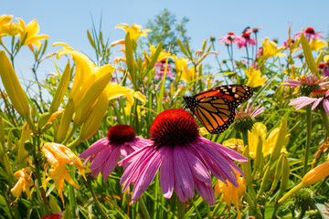 Monarch butterfly sips nectar from beautiful wildflower and lilies in perennial garden - obrazy, fototapety, plakaty