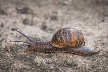 Close up of a snail on a stone path with an ant on its shell