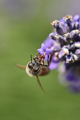 abeille
