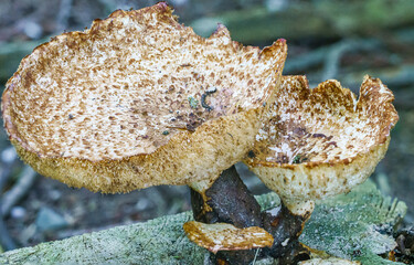 Very large (up to 50cm) Cerioporus squamosus aka Polyporus squamosus is a basidiomycete bracket...