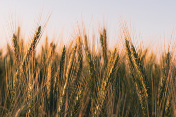 Obraz premium Rye field at a warm summer evening sunset.