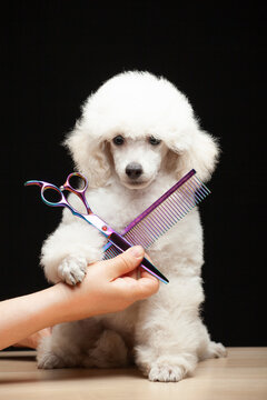 image of dog hand scissors hairstyle 