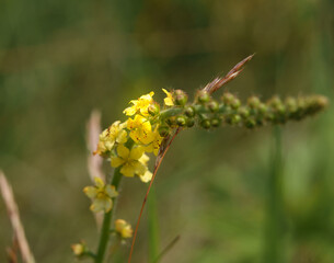 Beautiful yellow flowers appearing from a long line of green buds of Agrimony, also known as gold mizuhiki (Agrimonia Japonica)