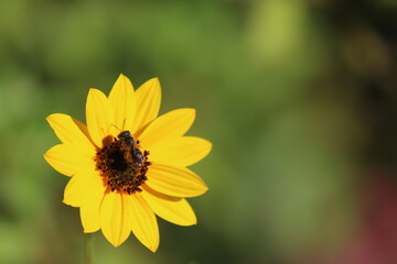 bee on flower
