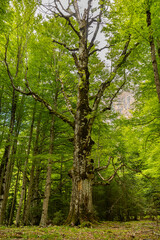 Fototapeta na wymiar La forêt du Parc national d'Ordesa en Espagne
