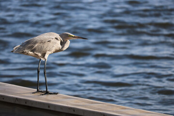 great blue heron
