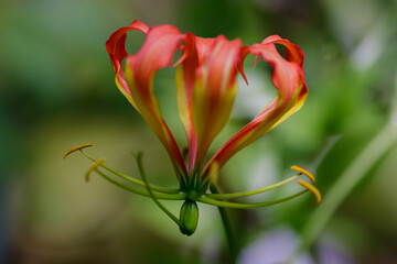 Gloriosa Superba or Climbing Lily is a climber with spectacular red and yellow flowers