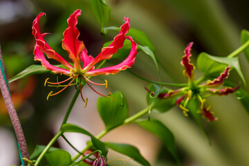 Gloriosa lily flower blooming in a garden close-up. Pink climber plant Gloriosa flowers in sun light. Flower bed design. Summertime. Gardening concept.