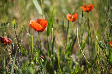 poppies in the field