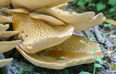 Very large (up to 50cm) Cerioporus squamosus aka Polyporus squamosus is a basidiomycete bracket...