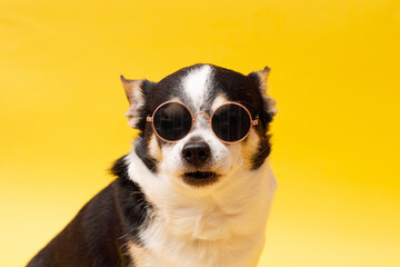Portrait of cute puppy chihuahua in glasses, gold chain. Little smiling dog on bright trendy yellow background. Free space for text.