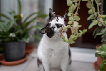Fototapeta na wymiar black and white cat with blue eyes bites the plants in a garden 