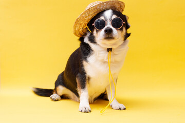 Portrait of cute puppy chihuahua in glasses and straw hat. Little smiling dog on bright trendy yellow background. Free space for text.