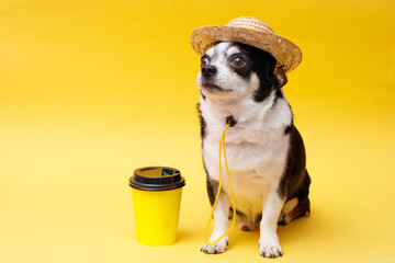 Portrait of cute puppy chihuahua in straw hat with cup of coffee. Little smiling dog on bright trendy yellow background. Free space for text.
