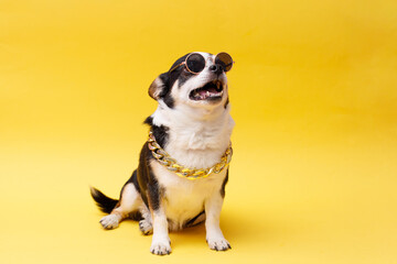 Portrait of cute puppy chihuahua in glasses, gold chain. Little smiling dog on bright trendy yellow background. Free space for text.