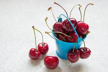 large ripe cherries in a blue bucket on a light background