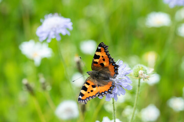 Fototapeta na wymiar Small tortoiseshell butterfly (Aglais urticae) feeds nectar.
