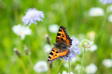 Small tortoiseshell butterfly (Aglais urticae) feeds nectar.