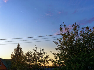 the bird sits on the wires