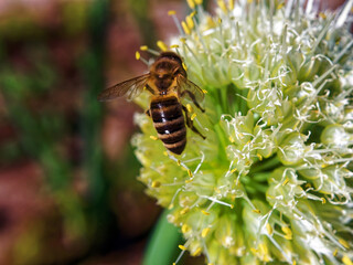 a bee sits on an onion flower
