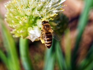 a bee sits on an onion flower
