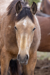 Obraz premium Wild Horse in Spring in the Utah Desert