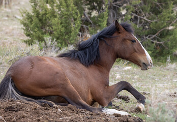 Fototapeta premium Wild Horse in Spring in the Utah Desert