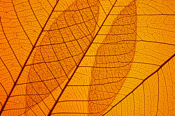 Naklejka na ściany i meble Beautiful Leaf veins texture, Abstract autumn background of Skeleton leaves Orange
