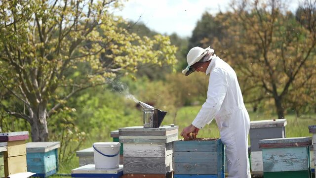Organic beekeeping. Professional beekeeper in white suit and protective hat inspecting bees on apiary in summer. Chimney with smoke on a hive. Profile view. Slow motion.