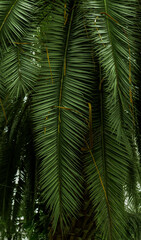 Fototapeta premium dark palm