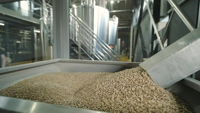 Modern craft brewery. Malt for beer production. Craft beer brewing. Modern equipment at the brewery.