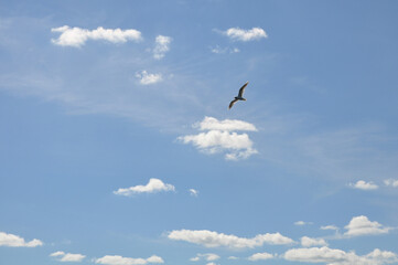 A seagull in flight against the background of a clear blue summer sky with white clouds.