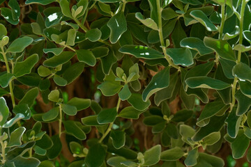 Fototapeta na wymiar natural green leaves background