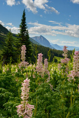 Corydalis caseana Crested Butte