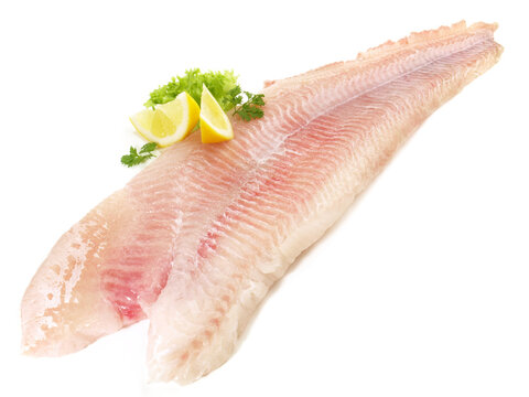Wels Filet - Freigestellt