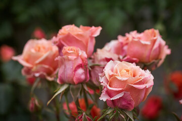 Colorful, beautiful, delicate rose with drops in the garden