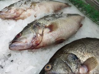 Fresh fish on seafood market close up.