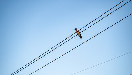 Raven against a blue sky.