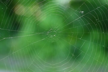 Naklejka premium Beautiful background with spider web. Macro shot.