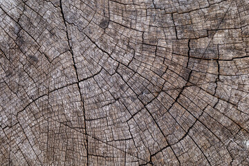 A cut of an old, cracked, dark gray tree. Background for design.