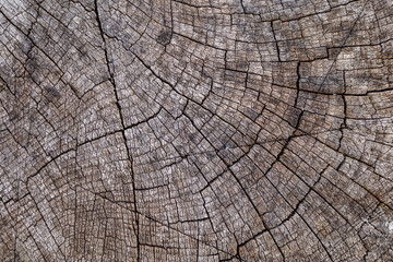 Fototapeta premium A cut of an old, cracked, dark gray tree. Background for design.