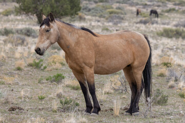 Naklejka na ściany i meble Wild Horse in Spring in the Utah Desert