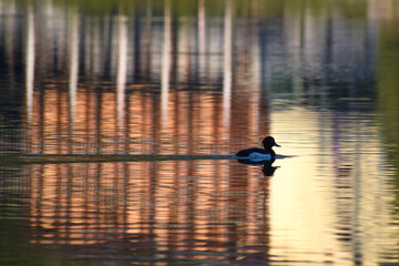 tufted duck (Aythya fuligula) at lake Hintersee